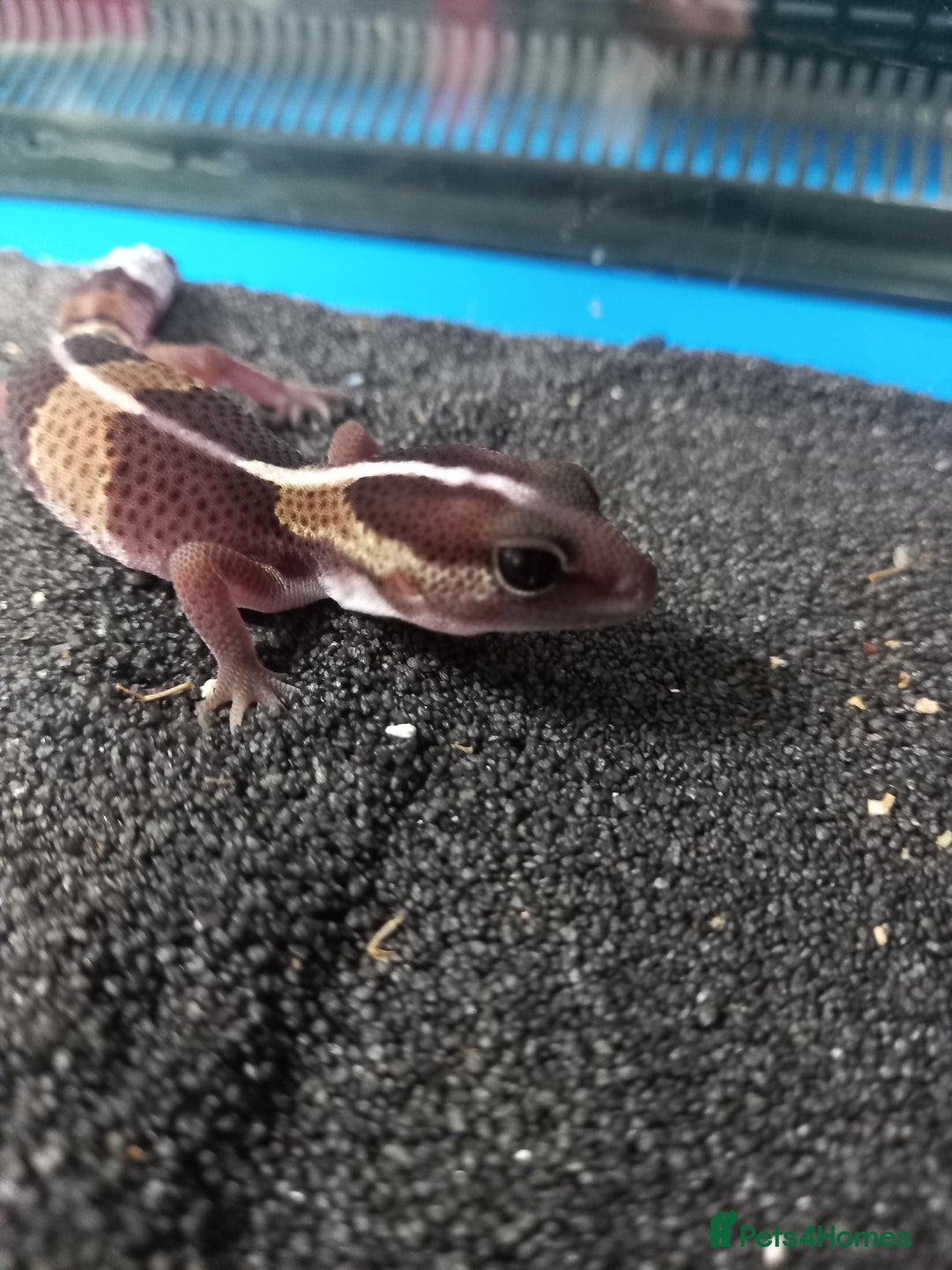 Gecko reptiles for sale: Baby fat tail gecko - Image 1