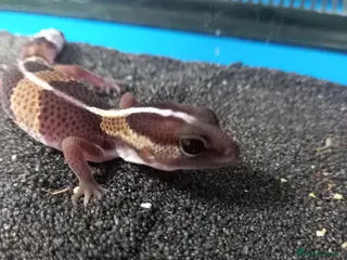 Gecko reptiles Baby fat tail gecko - Advert 1