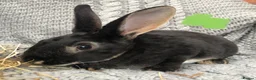 Rex rabbits for sale: Beautiful velvet mini Rex & Rex rabbits - Advert 30