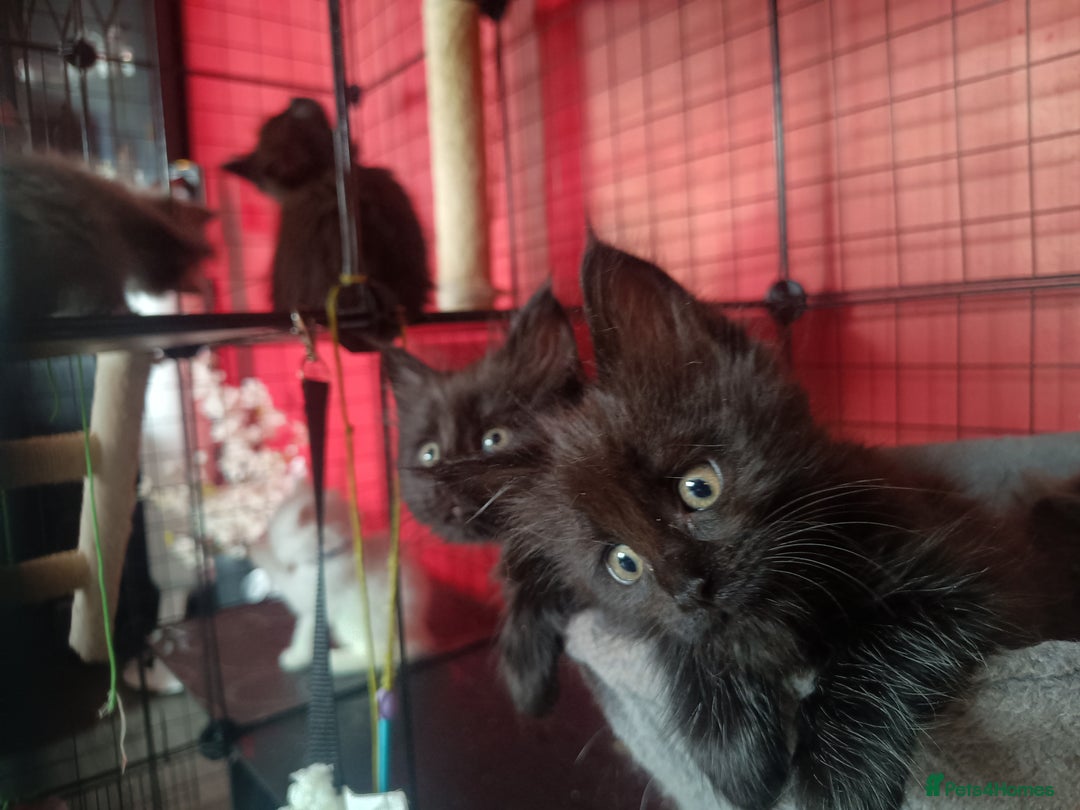 Maine Coon cats for sale: Adorable Maine Coon kittens in Manchester - Image 15