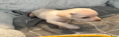Chihuahua 3 beige male 