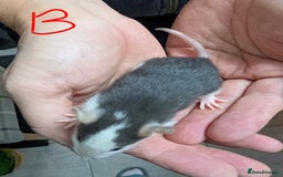 Rat rodents for sale: Baby Male and Female Rats - Advert 12