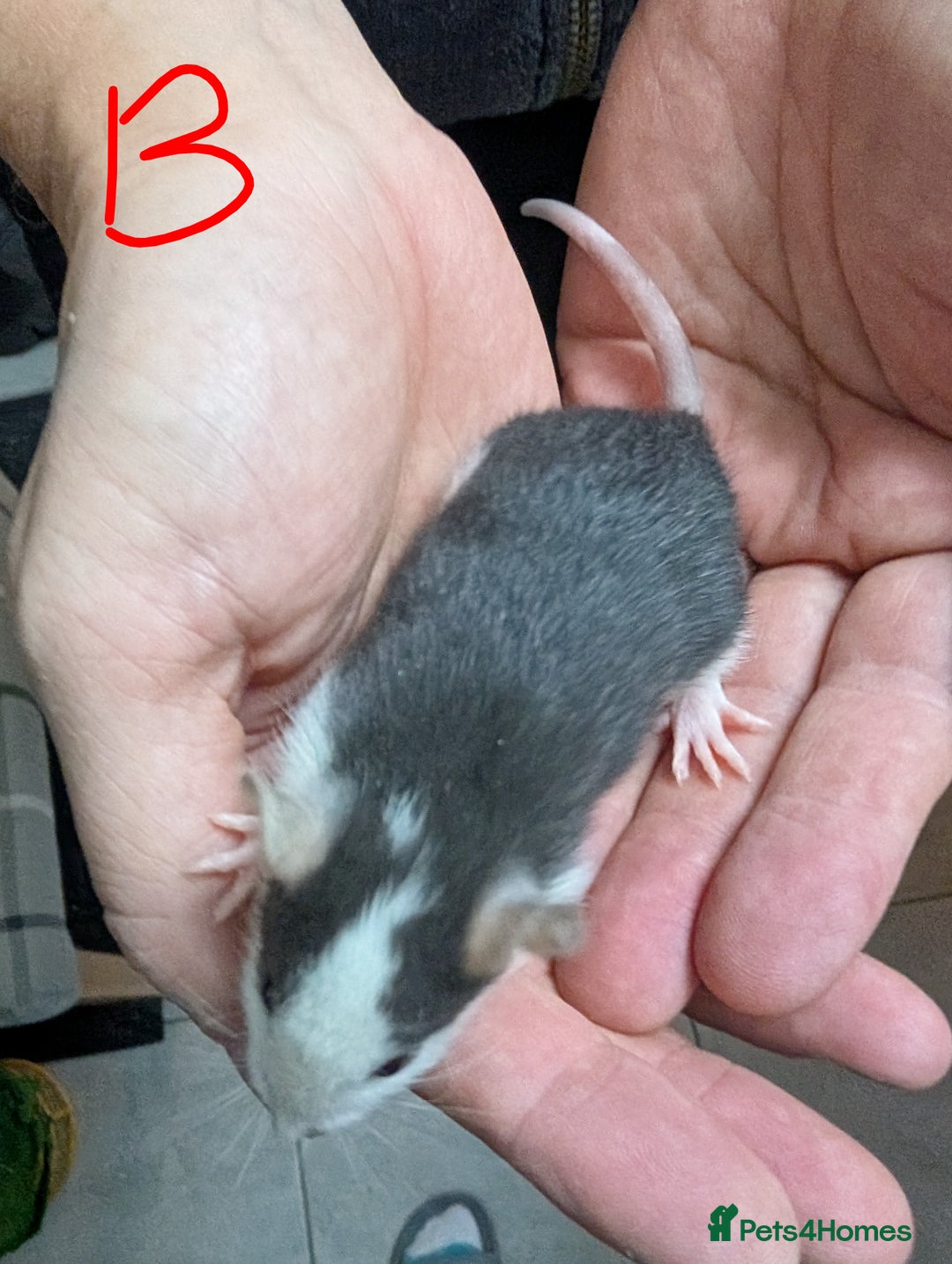 Rat rodents for sale: Baby Male and Female Rats - Advert 12