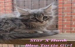 Maine Coon cats for sale: VARIOUS FULL PEDIGREE MAINE COON KITTENS FOR SALE in Rotherham - Image 11