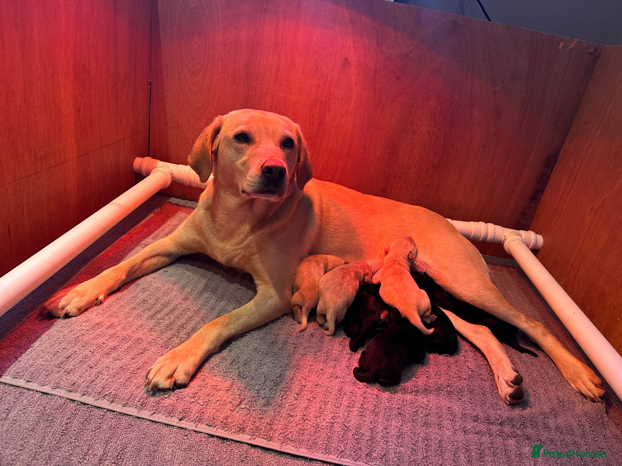 Labrador Retriever dogs OFTW Sire & FTW Dam KC reg Working Labradors  - Advert 2