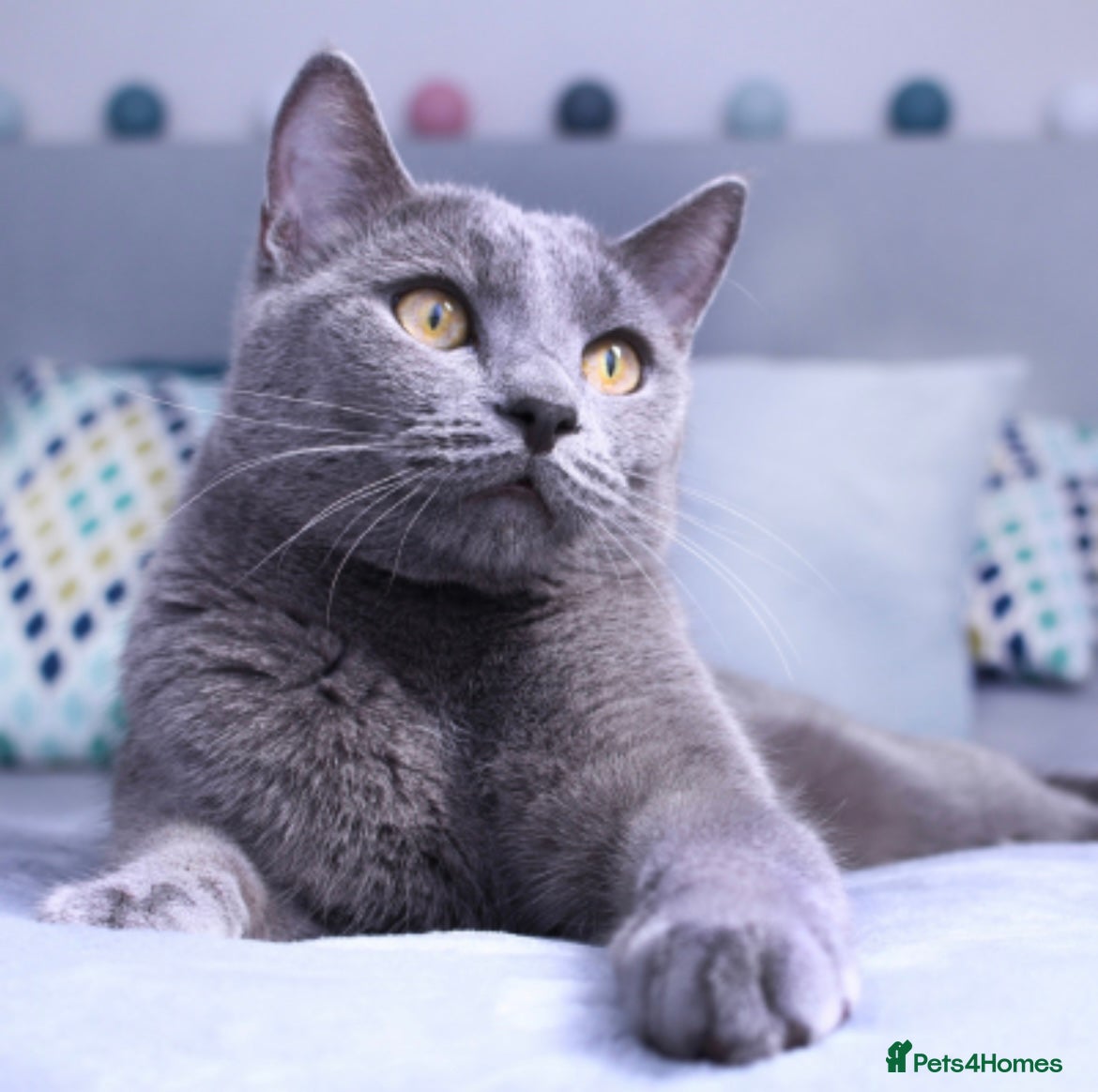 Russian Blue cats READY FOR THEIR FOREVER! - Mixed Russian Blue - Advert 2