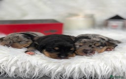 Miniature Dachshund dogs for sale: Ready to leave 20th of December🥰🐾 - Advert 4