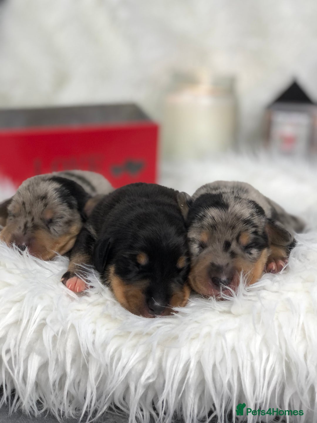 Miniature Dachshund dogs for sale: Ready to leave 20th of December🥰🐾 - Advert 4