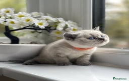 British Shorthair cats for sale: British Shorthair colour point kittens white  - Image 18