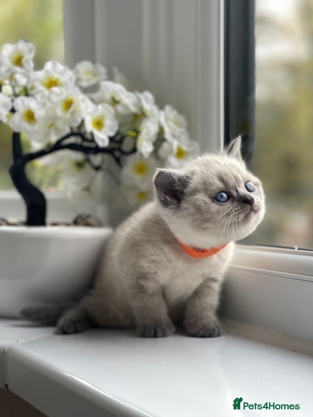 British Shorthair cats for sale: British Shorthair colour point kittens white  - Image 18