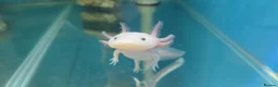 Axolotl reptiles for sale: Small And Big Axolotl @ Tameside Aquatics! 💙 - Advert 1