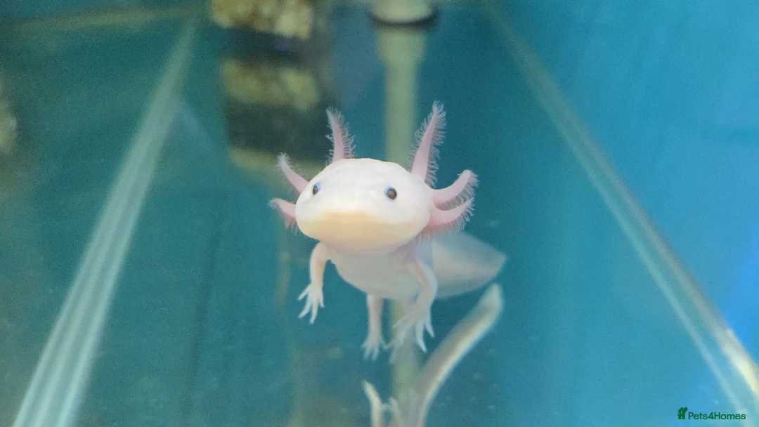 Axolotl reptiles for sale: Small And Big Axolotl @ Tameside Aquatics! 💙 - Advert 1