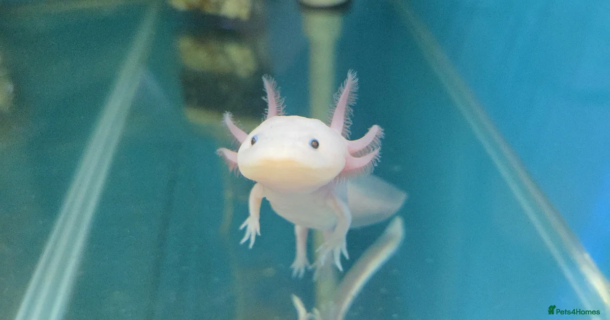 Axolotl Reptiles For Sale In Stoke on Trent Stoke on Trent Pets4Homes axolotl-reptiles-for-sale-in-stoke-on-trent-stoke-on-trent-pets4homes