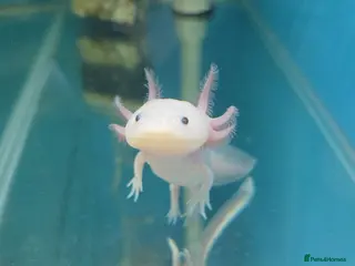 Axolotl reptiles Small And Big Axolotl, multiple sizes and colours! - Advert 4