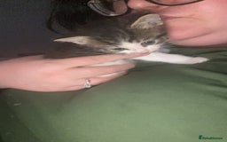Maine Coon cats for sale: SORRY SOLD!!💜xxxx - Image 19