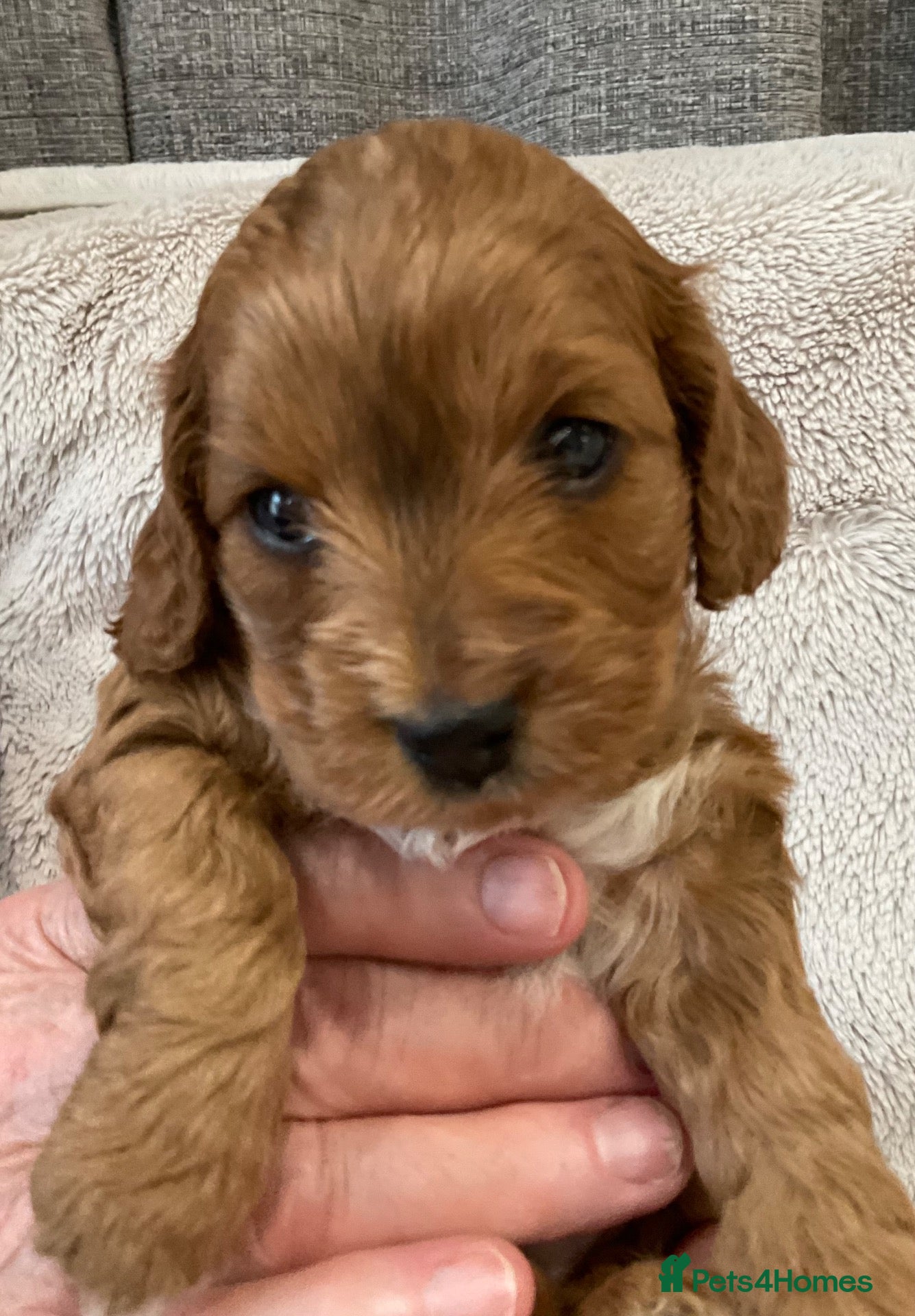 Cockapoo dogs Tiny Asian poodle cross pups teddy bear cute faces - Advert 1