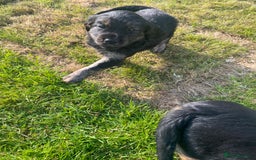 Mixed Breed dogs for sale: 8 Beautiful pups looking their forever home🥰 - Image 13
