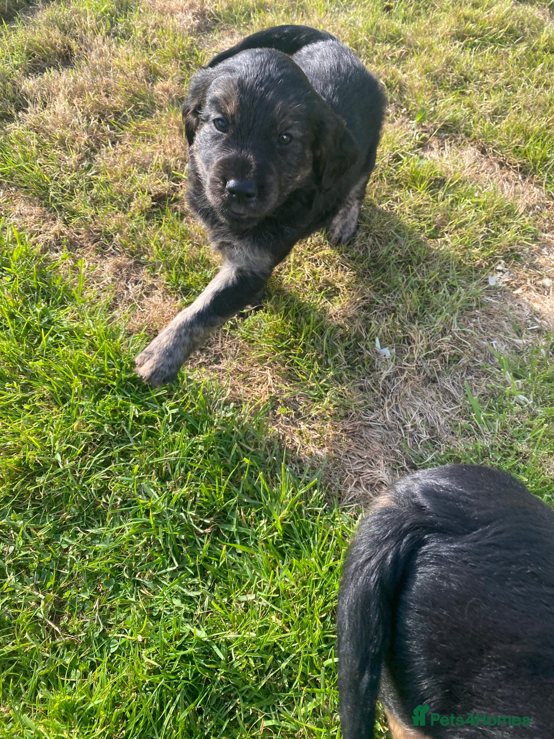 Mixed Breed dogs for sale: 8 Beautiful pups looking their forever home🥰 - Image 13
