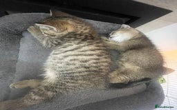 British Shorthair cats for sale: Fabulous colours playful healthy BSH kittens, rare - Image 32
