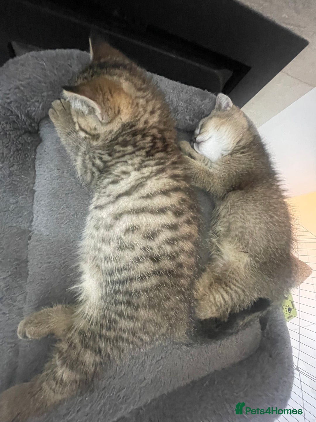 British Shorthair cats for sale: Fabulous colours playful healthy BSH kittens, rare - Image 32