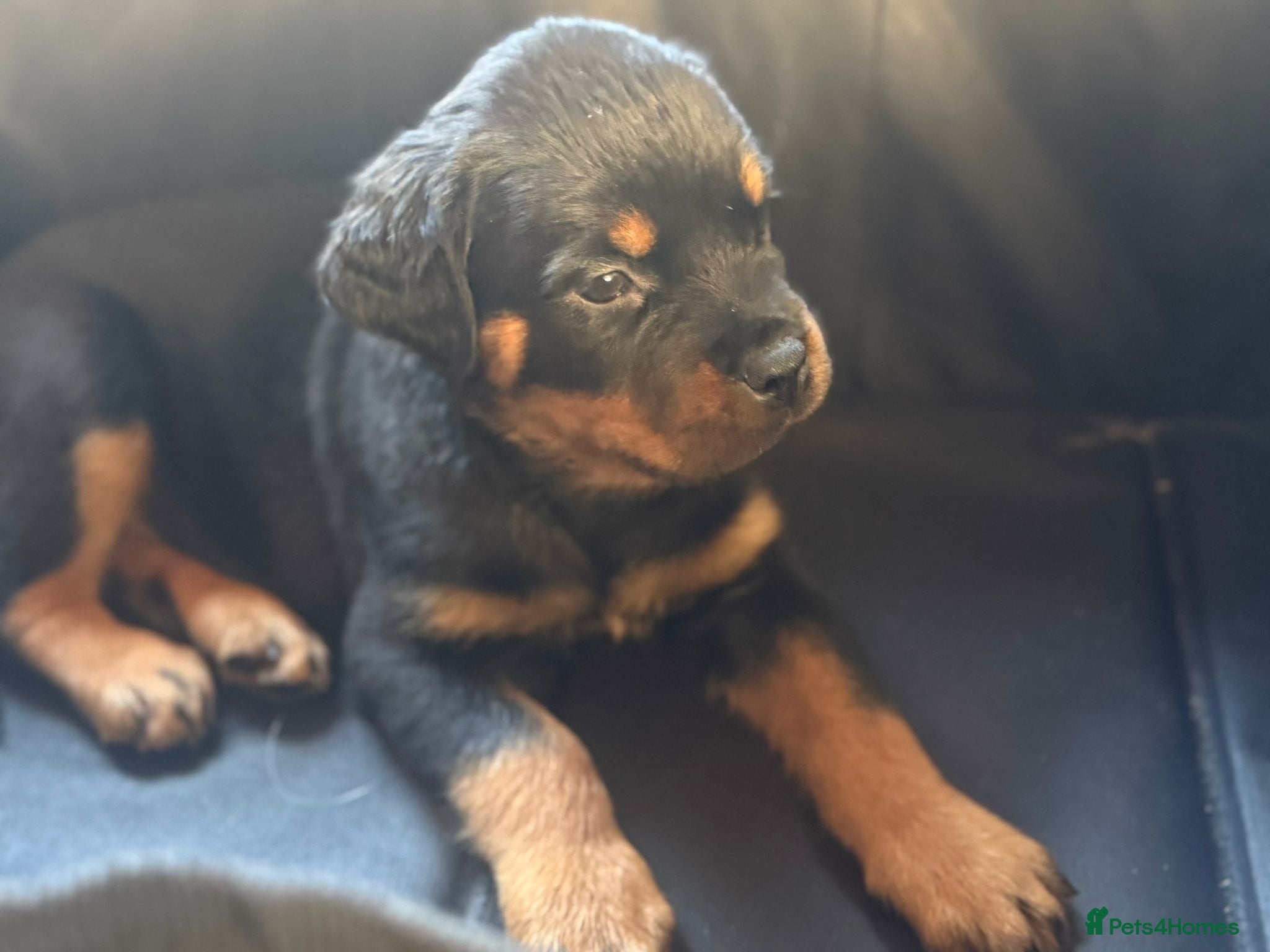 Rottweiler dogs Rottweiler puppies ready 17th june☆1 boy 1 girl☆ - Advert 2