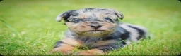 Mixed Breed dogs for sale: Beautiful litter of Patterpoo’s   - Advert 15