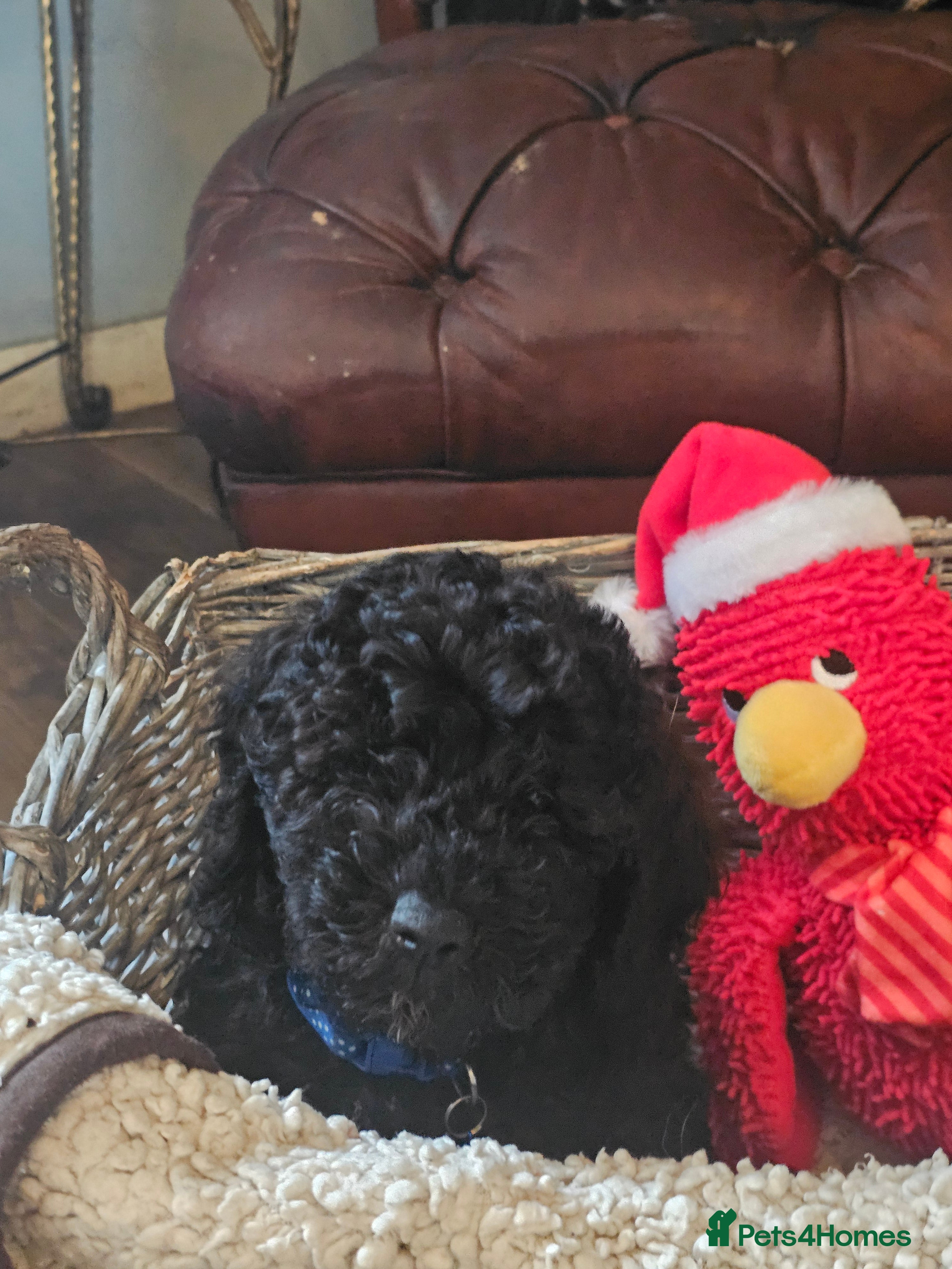 Miniature Poodle dogs Mini black poodles  - Advert 9