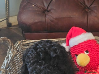 Miniature Poodle dogs Mini black poodles - Advert 1