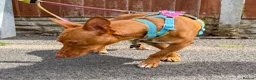 Mixed Breed dogs for adoption: Shadow - Podenco Maneto  in Birmingham - Advert 11