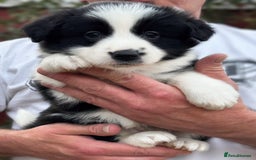 Border Collie dogs for sale: Champion line puppies  - Image 4