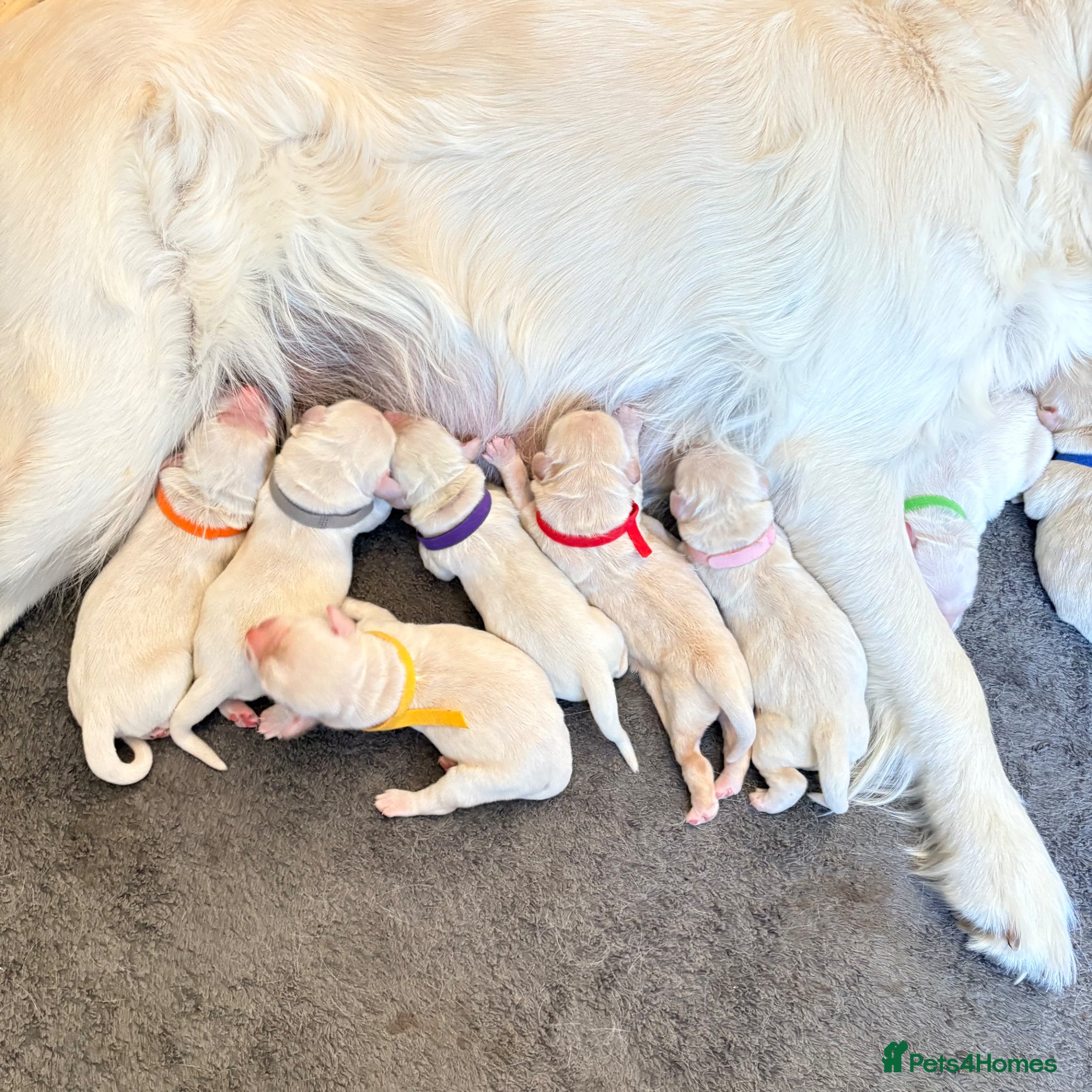 Golden Retriever dogs Beautiful litter of Cream Golden Retrievers KC reg - Advert 5