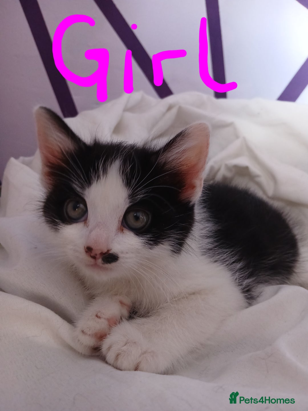 RagaMuffin cats for sale: 4 ragamuffin mixed breed kittens - Image 2