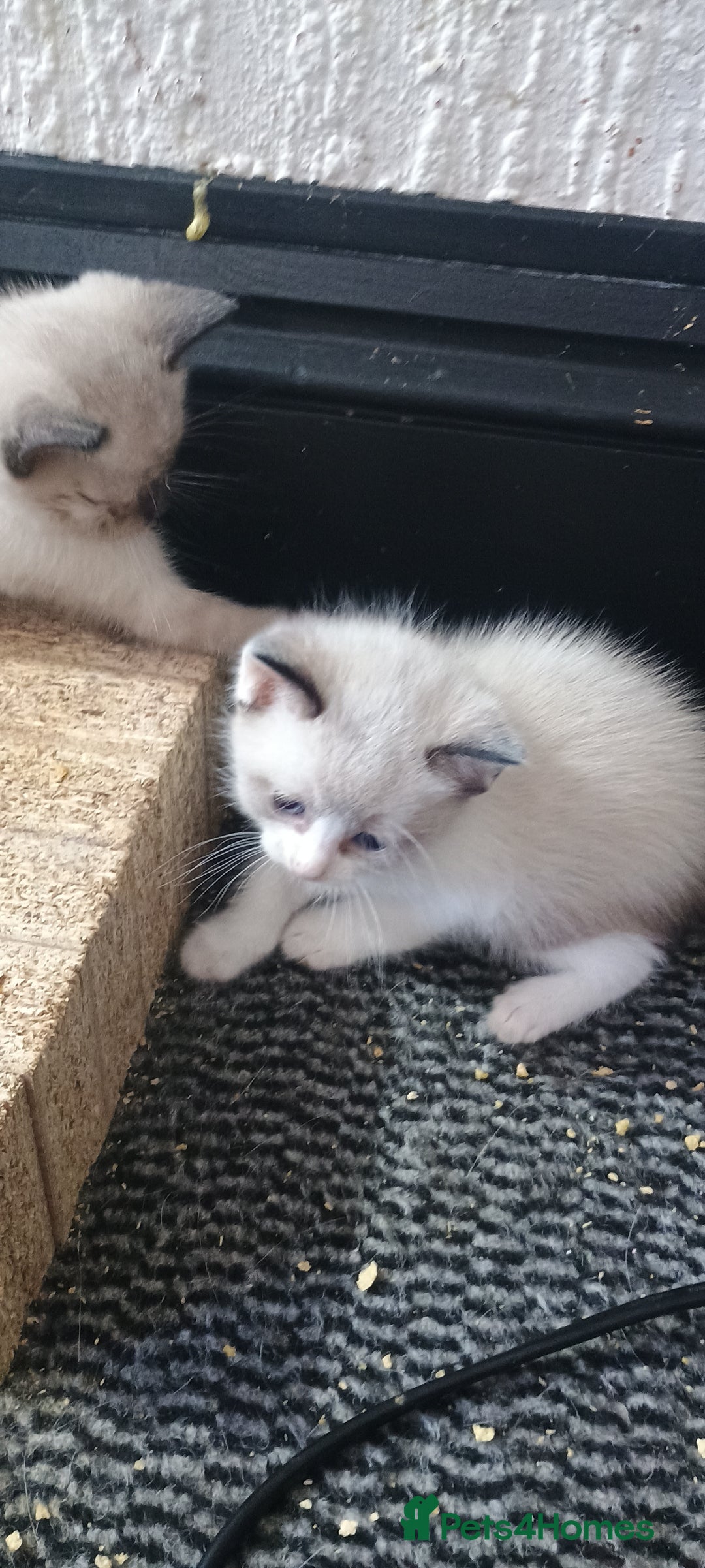 Ragdoll cats for sale: 3 quarters RAGDOLL KITTENS FOR SALE £150 - Image 35