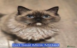 Ragdoll cats for sale: Registered Tica Pedigree Ragdolls - Image 4