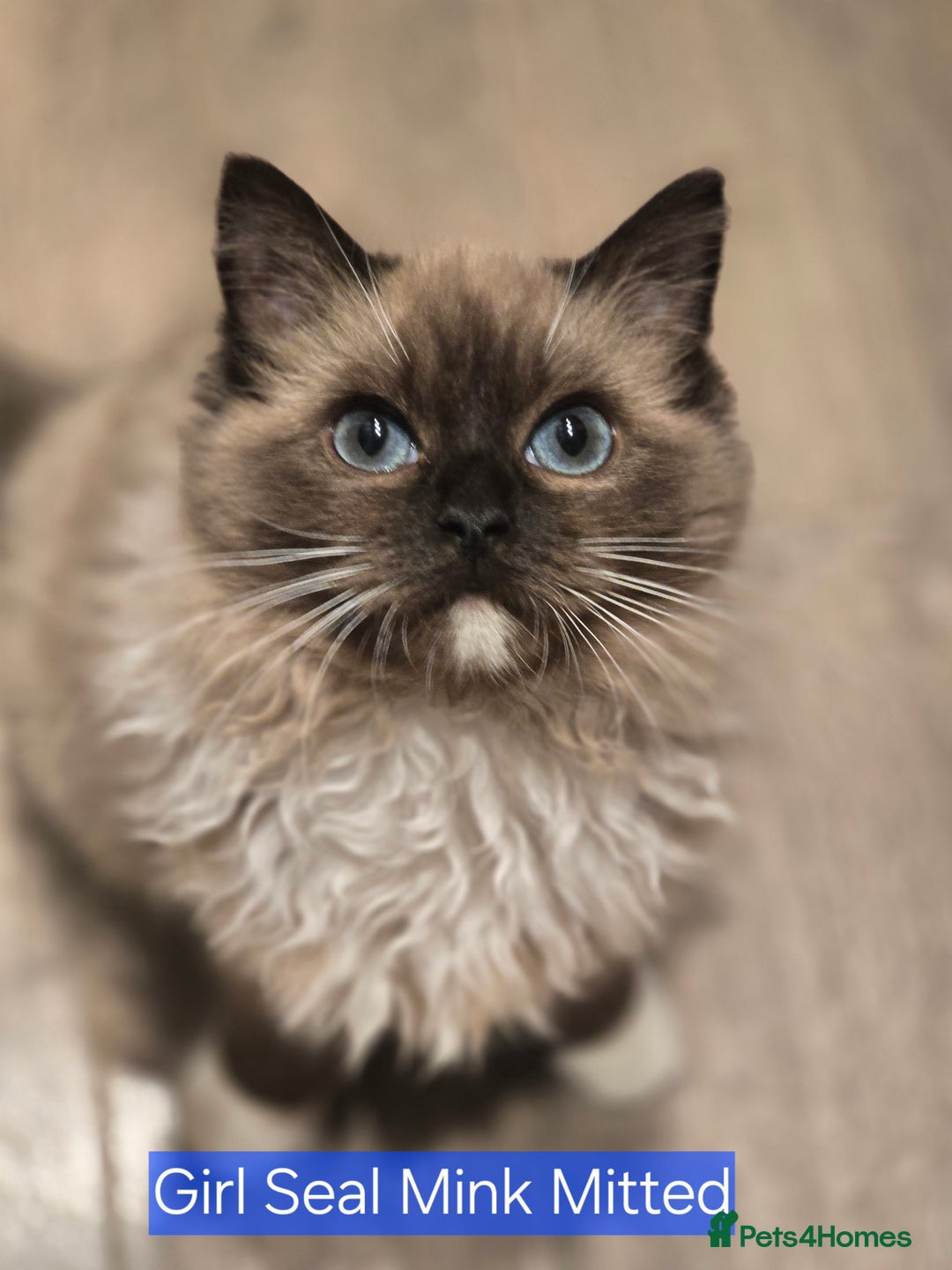 Ragdoll cats for sale: Registered Tica Pedigree Ragdolls - Image 4