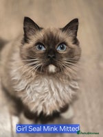 Ragdoll cats - Advert 10