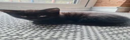 Mixed Breed cats for sale: Very nice kittens:3 boys and 3 girls - Advert 10