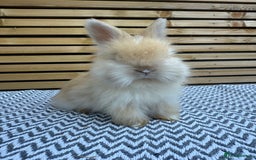 Angora rabbits for sale: Full Face English Angora’s  - Image 4