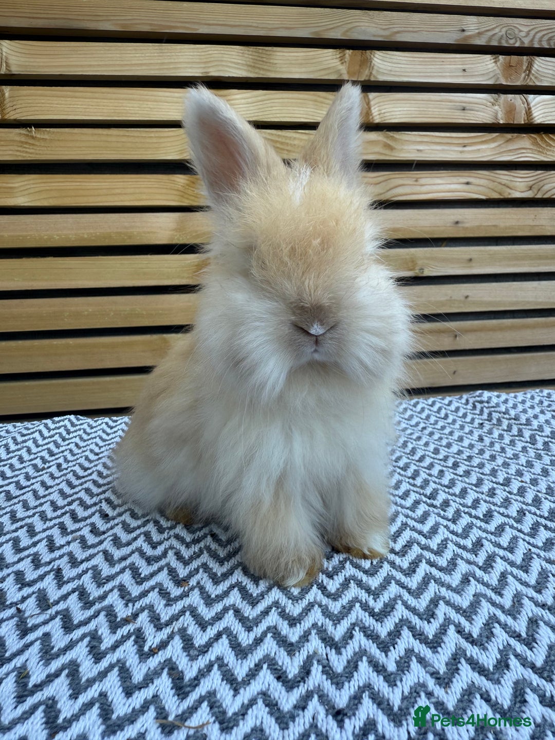 Angora rabbits for sale: Full Face English Angora’s  - Image 4