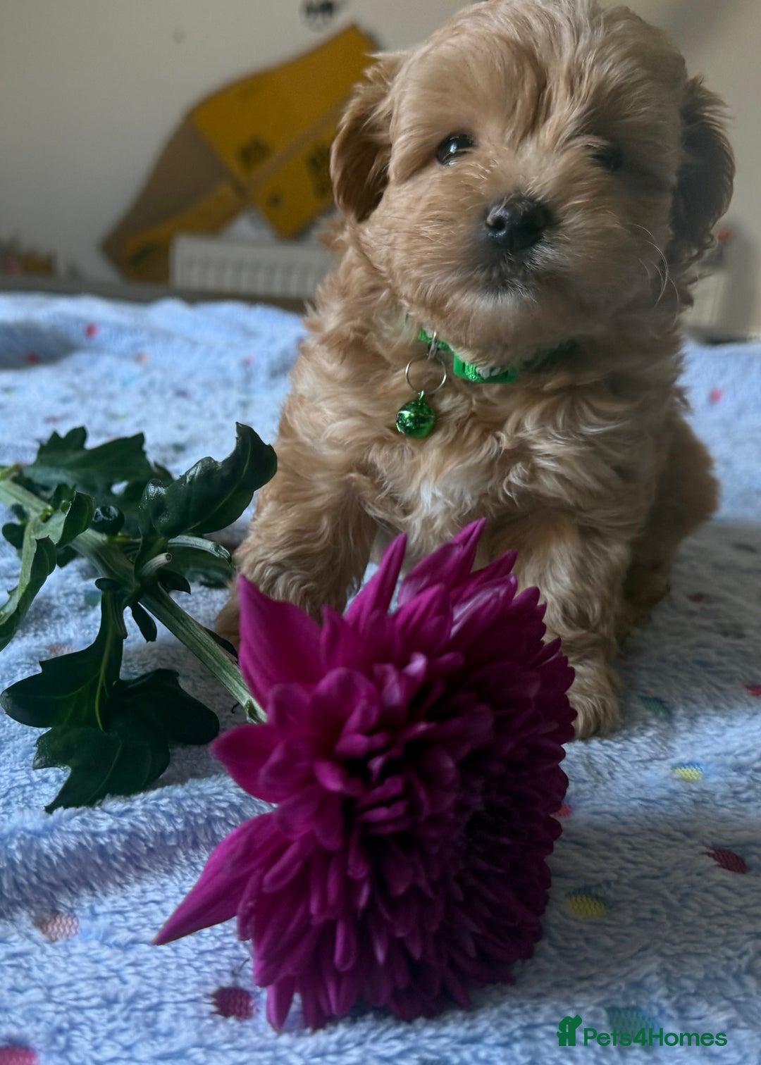 Maltipoo dogs for sale: Perfect small Maltipoo’s  puppy’s ❤️ - Image 5