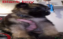 German Shepherd dogs for sale: German shepherd puppies  - Image 12