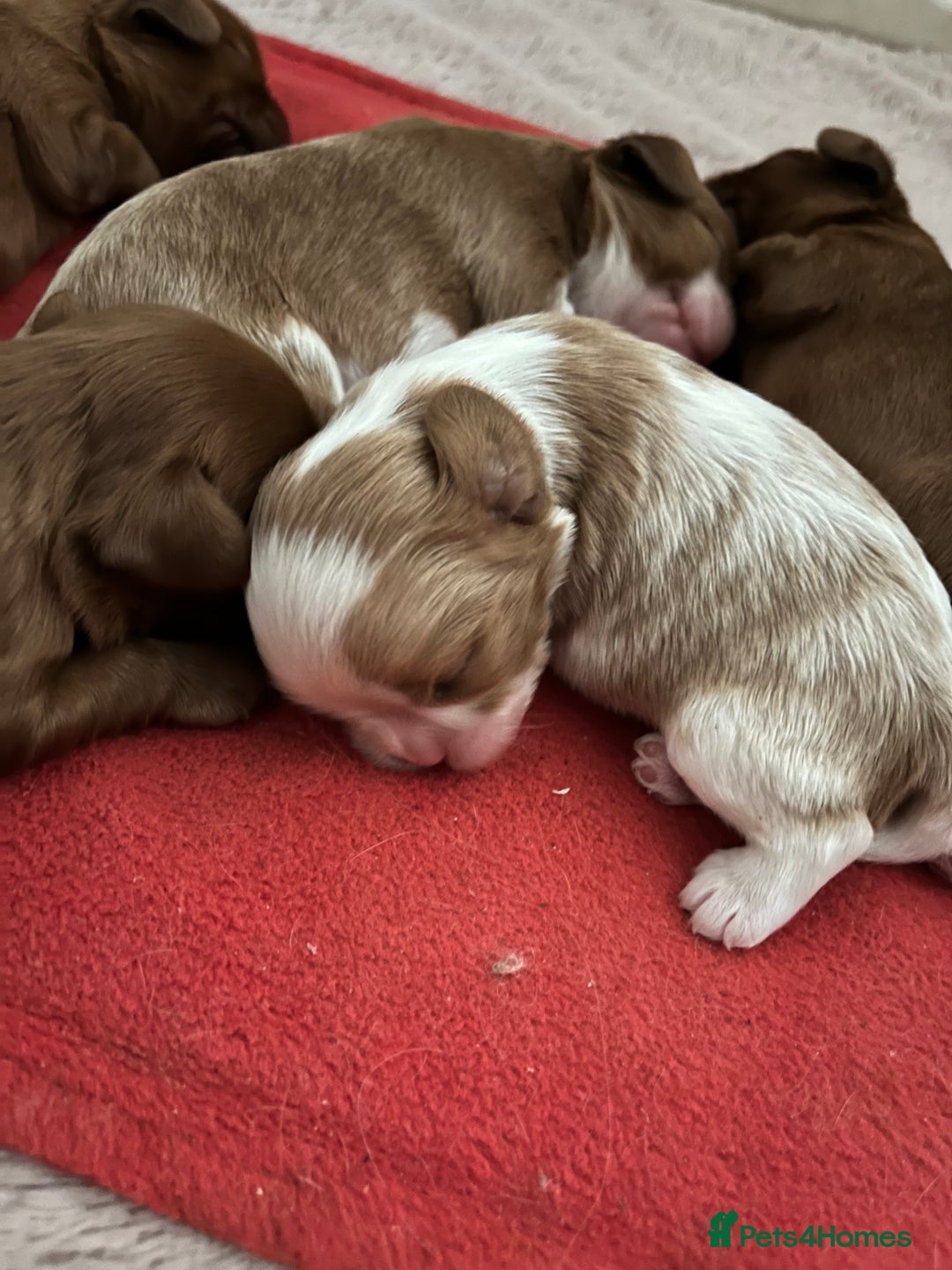 Cavalier King Charles Spaniel dogs for stud: Merlesque 5⭐️ cavalier stud DNA/Heart/Eye tests in Birmingham - Advert 8