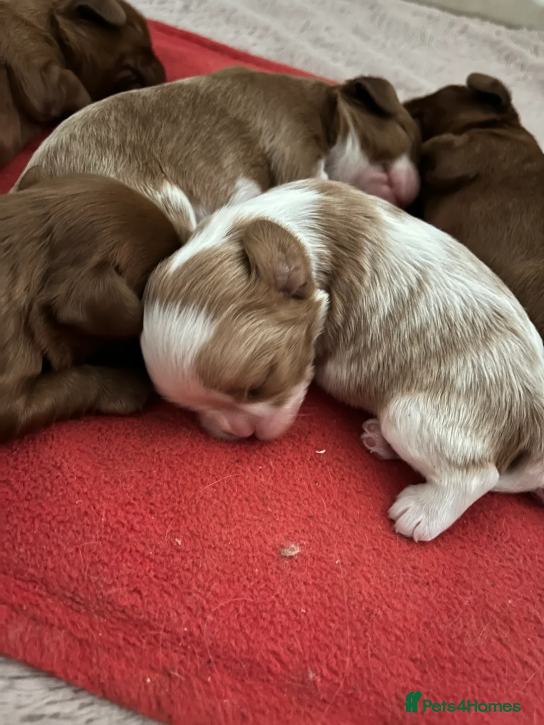 Cavalier King Charles Spaniel dogs for stud: Merlesque 5⭐️ cavalier stud DNA/Heart/Eye tests in Birmingham - Advert 8