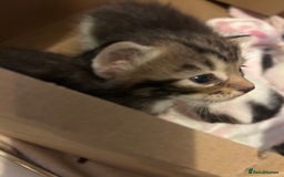 British Shorthair cats for sale: 5 beautiful kittens available from 18th December  - Advert 11