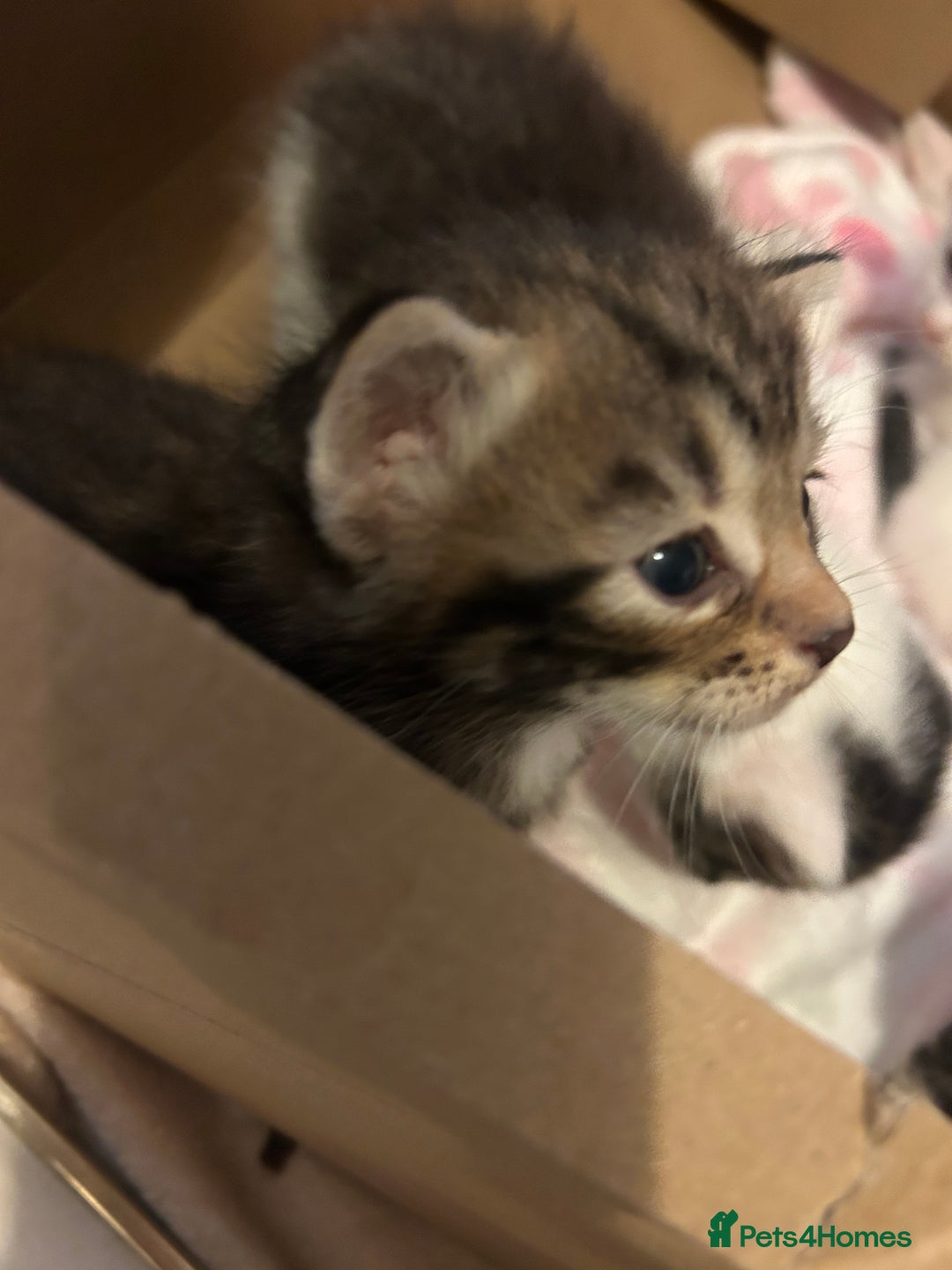 British Shorthair cats for sale: 5 beautiful kittens available from 18th December  - Advert 11