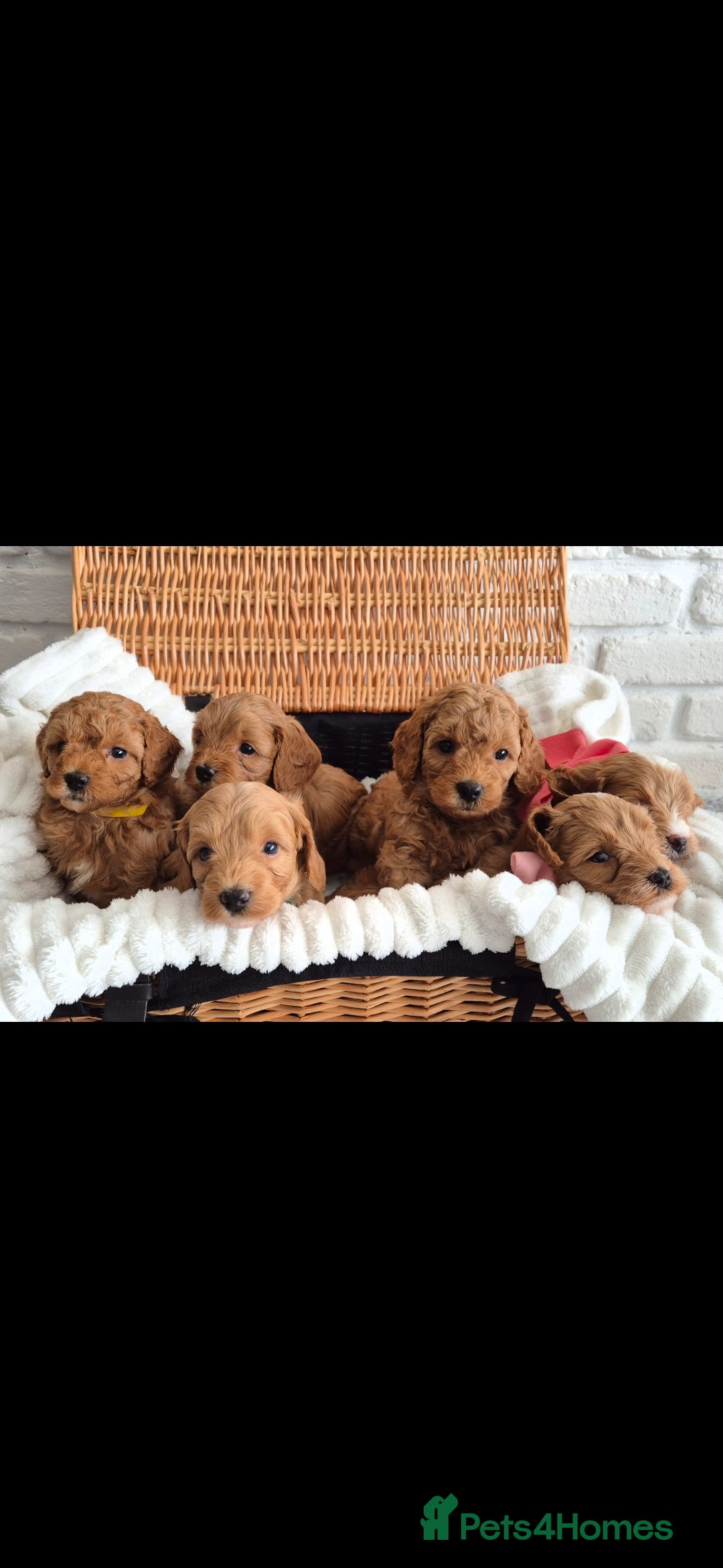 Cavapoo dogs Beautiful 6 Cavapoo puppies in Bristol - Advert 1