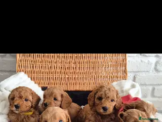Cavapoo dogs Beautiful 6 Cavapoo puppies in Bristol - Advert 17