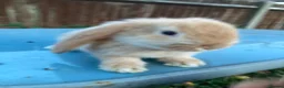 French Lop rabbits for sale: French Lop Bunnies in London - Advert 5