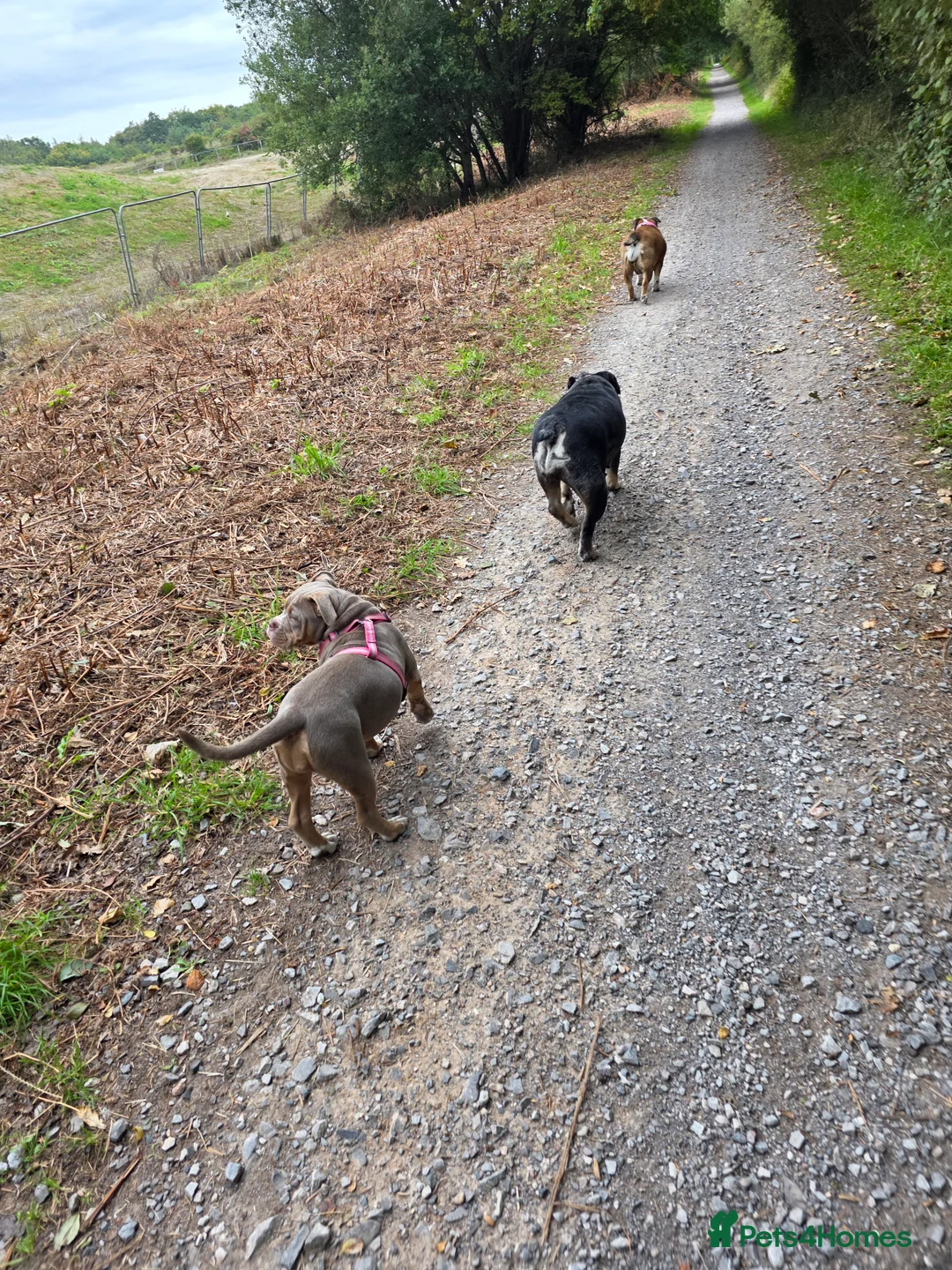 Olde English Bulldogge dogs for sale: 🐾 Nala – 08-Month-Old Old English Bulldogge  - Advert 2