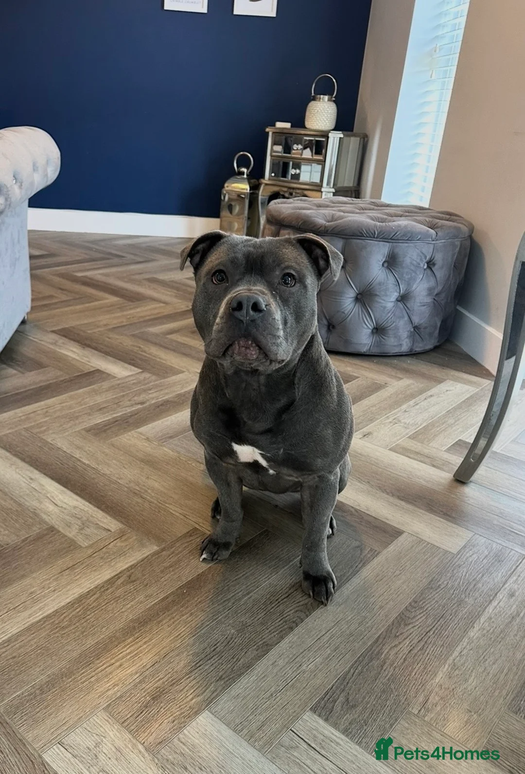 Staffordshire Bull Terrier dogs for sale: Rocco - 2 years old in Nuneaton - Advert 1